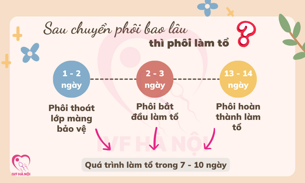 Sao chuyển phôi bao lâu thì phôi làm tổ?